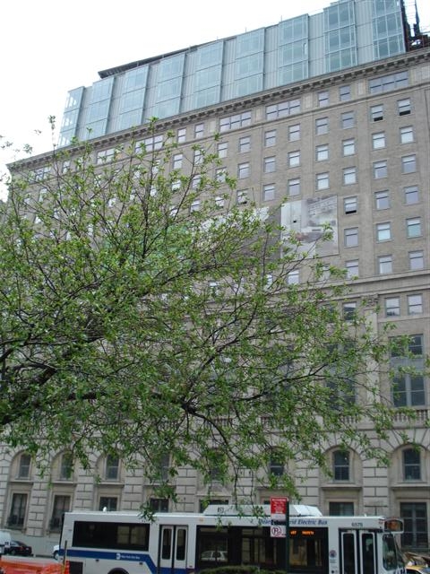 110-tree-shot.jpg